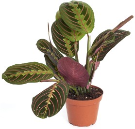 Prayer Plant-Maranta Leuconeura 